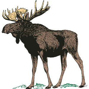 Moose, elk PNG-66246